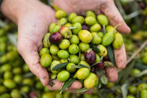 Olives in hand Stock Photos
