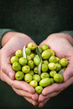 Olives in hand Stock Photos