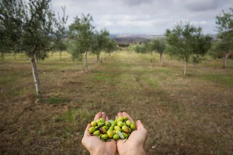 Olives in hand Stock Photos