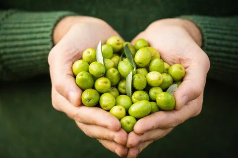 Olives in hand Stock-Fotos