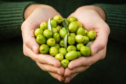 Olives in hand Stock Photos