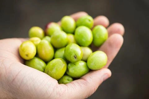 Olives in hand Stock-Fotos