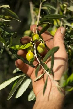 Olives in hand Stock Photos