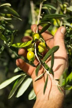 Olives in hand Stock-Fotos