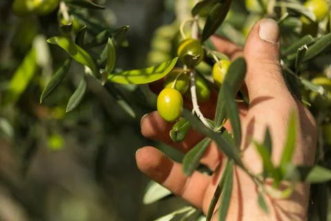 Olives in hand Stock Photos
