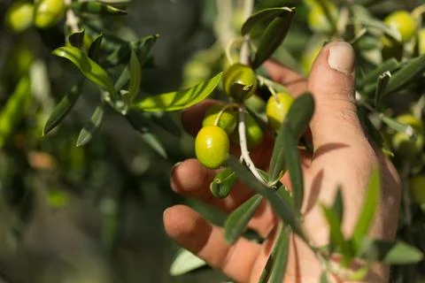 Olives in hand Stock-Fotos