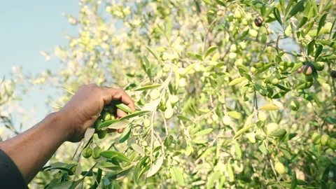 Olives hand picked 2 prores Stock Footage 169582300