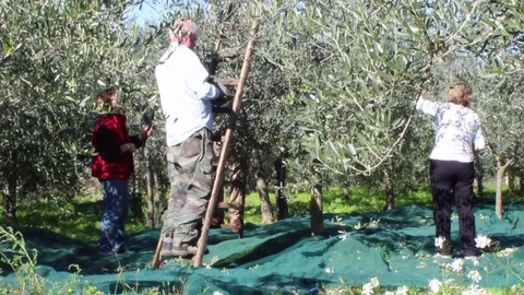 Olives hand-picking in Italy: picking ripe olives from tree Video stock 80948460
