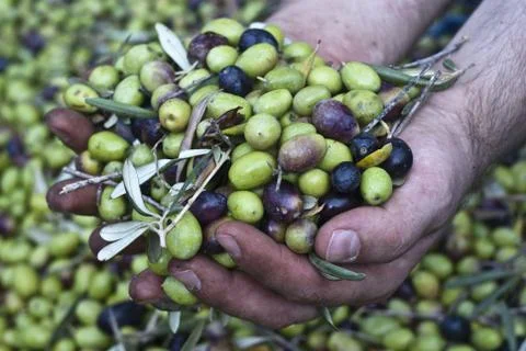 Olives in hands Stock Photos