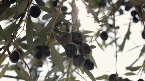 Olives hang on branches in the sun Stock Footage 126590473
