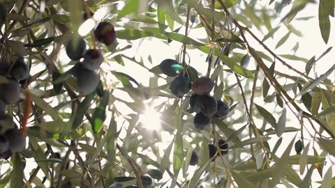 Olives hang on branches in the sun Stock Footage 126652781