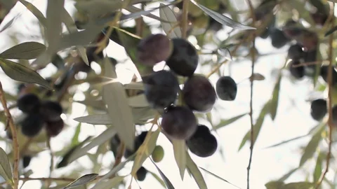 Olives hang on branches in the sun Stock Footage 126708780