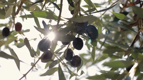 Olives hang on branches in the sun Stock Footage 127981625