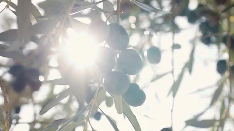 Olives hang on branches in the sun Stock Footage 127981677