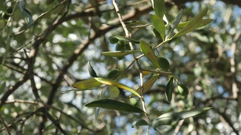 Olives hanging from tree branches. Stock Footage 139971958