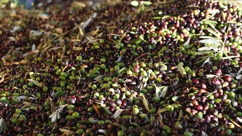 Olives harvest slider Stock Footage 131551461