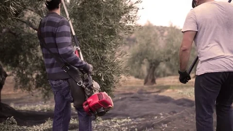 Olives harvest workers Stock Footage 71280456