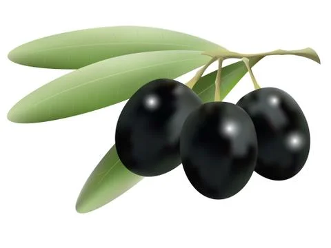 Olives Stock Illustration