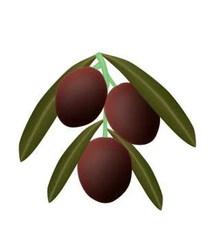 Olives Stock Illustration