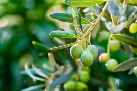 Olives on its tree branch Stock Photos