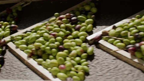 Olives - machine 4K RED KOMODO Stock Footage 233697626