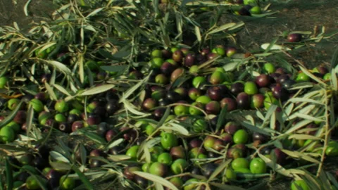 Olives on the mesh Stock Footage 255827480