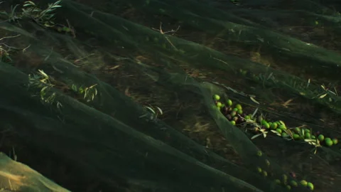 Olives on the mesh Stock Footage 255827513