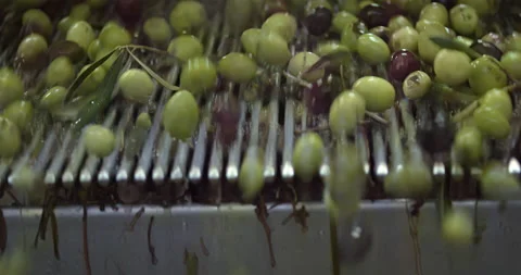 Olives at the mill, extra virgin olive oil. Italy. The processing of the olives Stock Footage 211375764