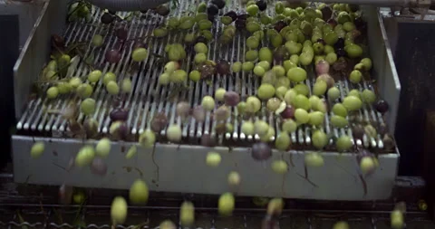 Olives at the mill, extra virgin olive oil. Italy. The processing of the olives Stock Footage 211380403