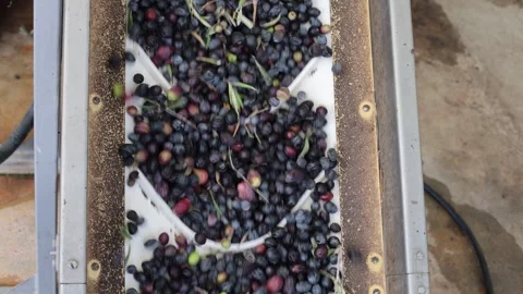 Olives moving up on processing conveyor in an olive oil mill Stock Footage 320879852
