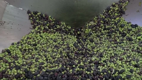Olives in the Oil Press Видео 73278904