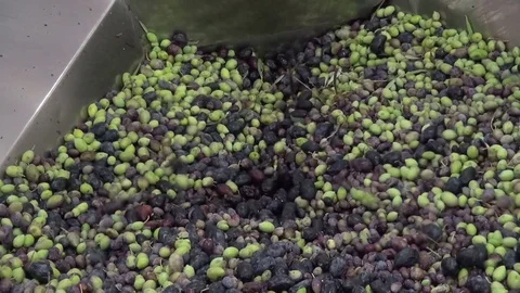 Olives in the Oil Press Видео 73279125