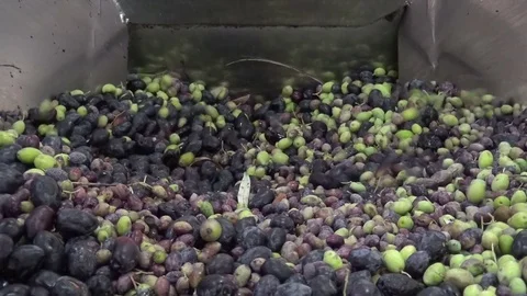 Olives in the Oil Press Video stock 73279278