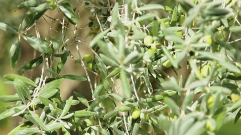 Olives on olive branches Stock Footage 86792619