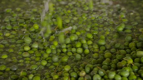 Olives, olive oil Stock Footage 238073322