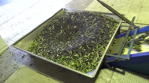 Olives in the Olive Press Stock Footage 44952063