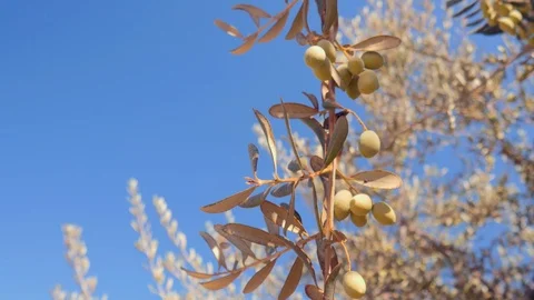Olives on olive tree branch Video stock 115964625