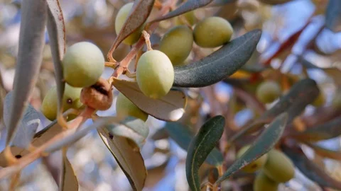 Olives on olive tree branch Stock Footage 115964784