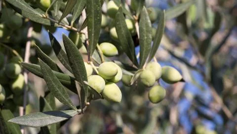 Olives on an olive tree branch Stock Photos