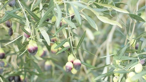 Olives on olive tree. Elia Stock Footage 220723047