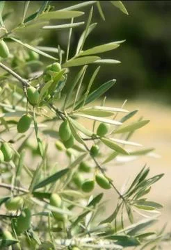 Olives, olive tree Stock Photos