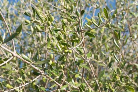 Olives in the olive tree Stock Photos