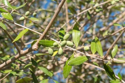 Olives in the olive tree Stock Photos