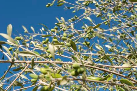 Olives in the olive tree Stock Photos
