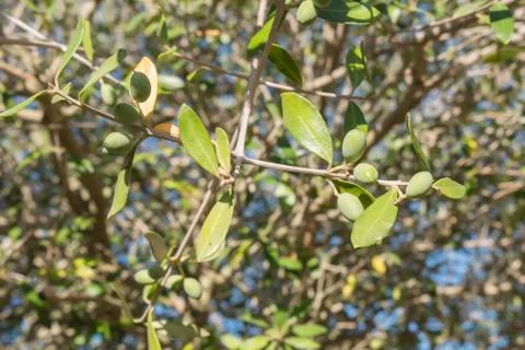 Olives in the olive tree Stock Photos