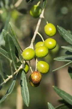 Olives on olive tree. Stock Photos