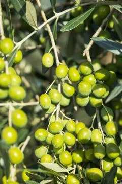 Olives on olive tree. Stock Photos