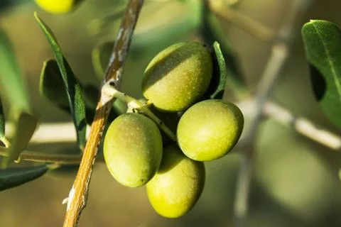 Olives on olive tree. Stock Photos