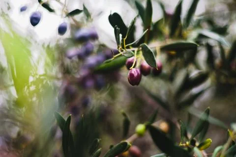 Olives on olive tree Stock Photos