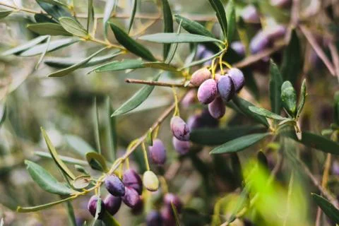 Olives on olive tree Stock Photos